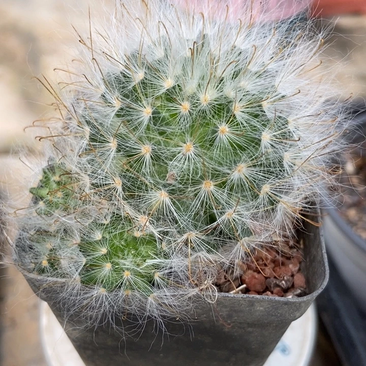 丽光殿一棵多侧球粉花