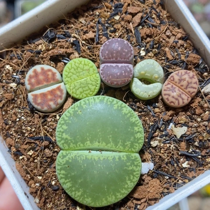 优选漂亮大脚丫特价