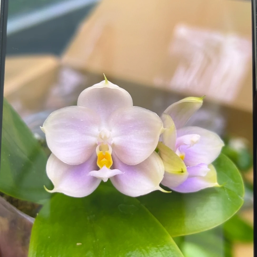 无花朵1.7寸紫珍珠苗