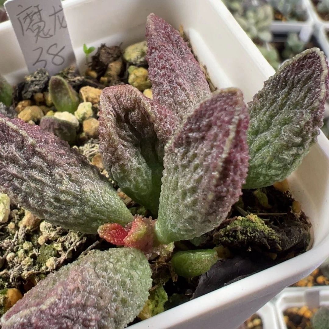 w魔龙多肉植物水泡