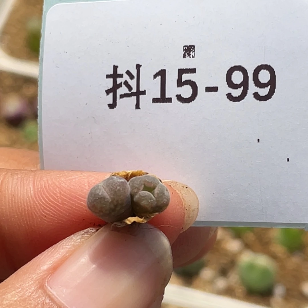 魔****皮15-99肉锥多肉植物