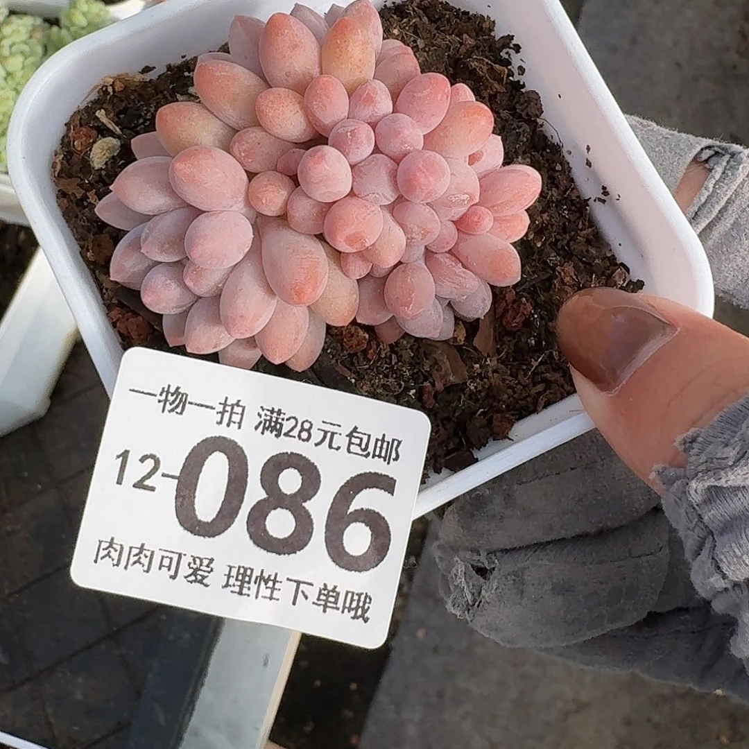 婴儿手指无盆土发货无盆土发货无