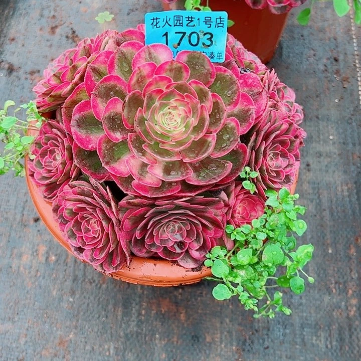 荔枝1703多肉植物大战