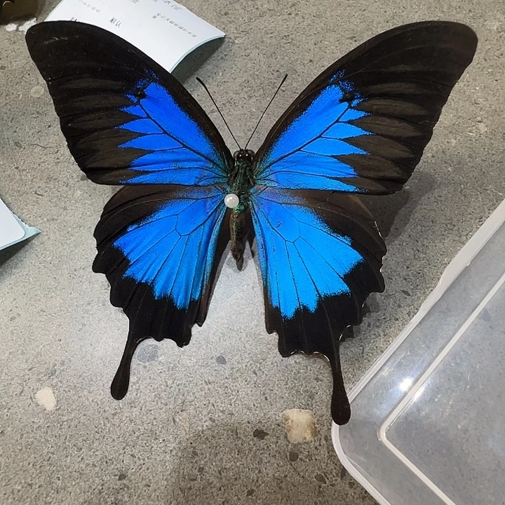 今***呢天堂凤蝶需要修复一下