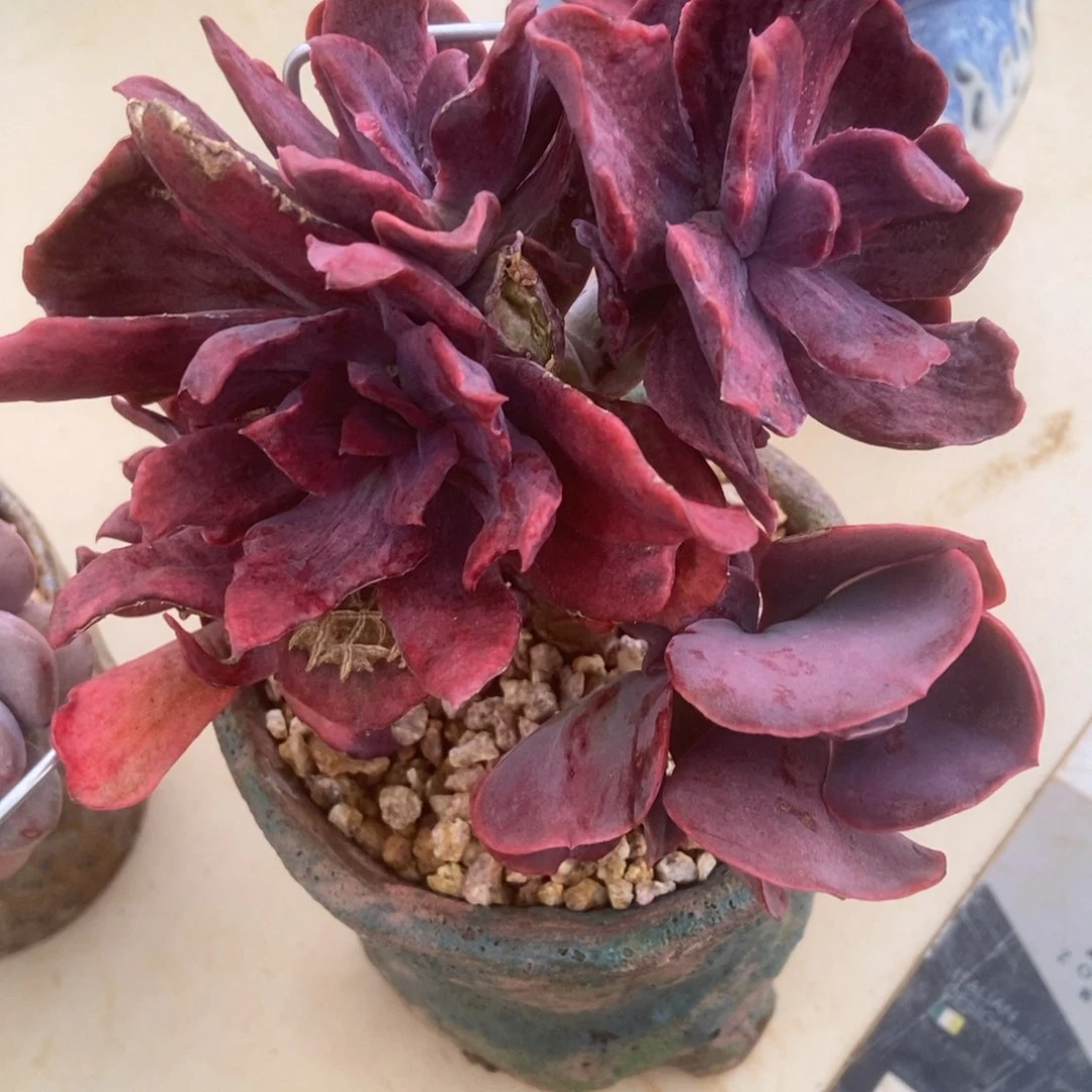 童*砖石景多肉多肉多肉