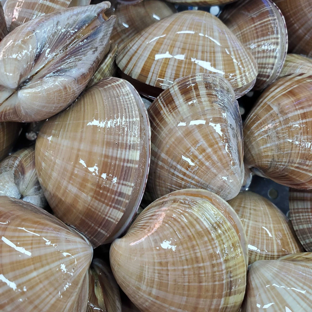 文贝2斤（24粒左右保鲜不保活）