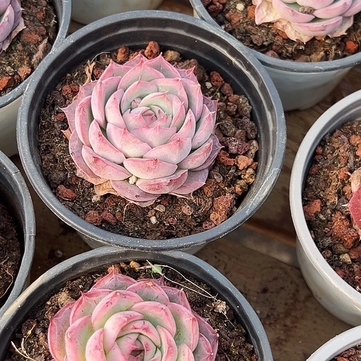 两盆        侧影