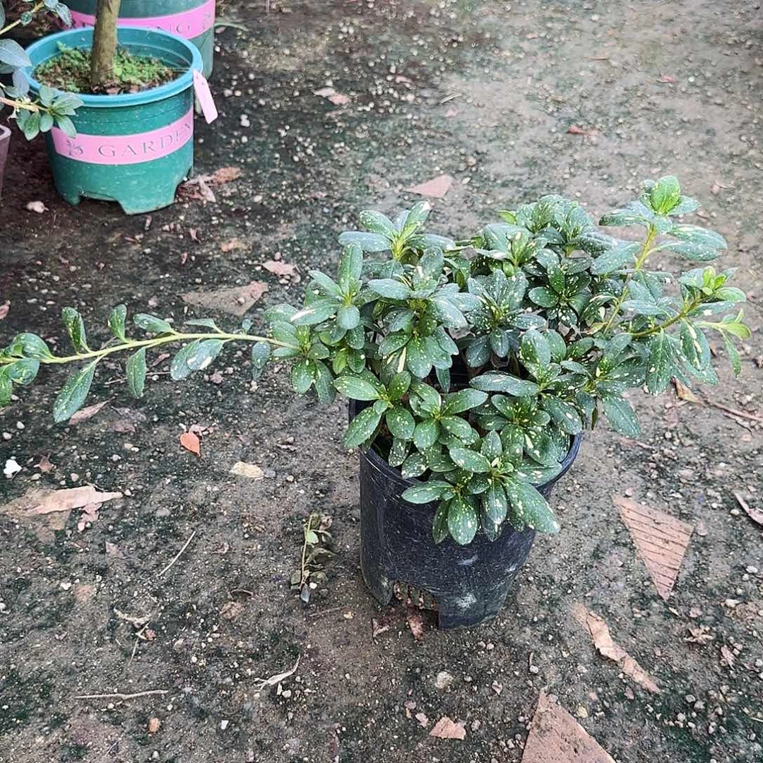 ****岳无花朵心动黄金盆景杜鹃