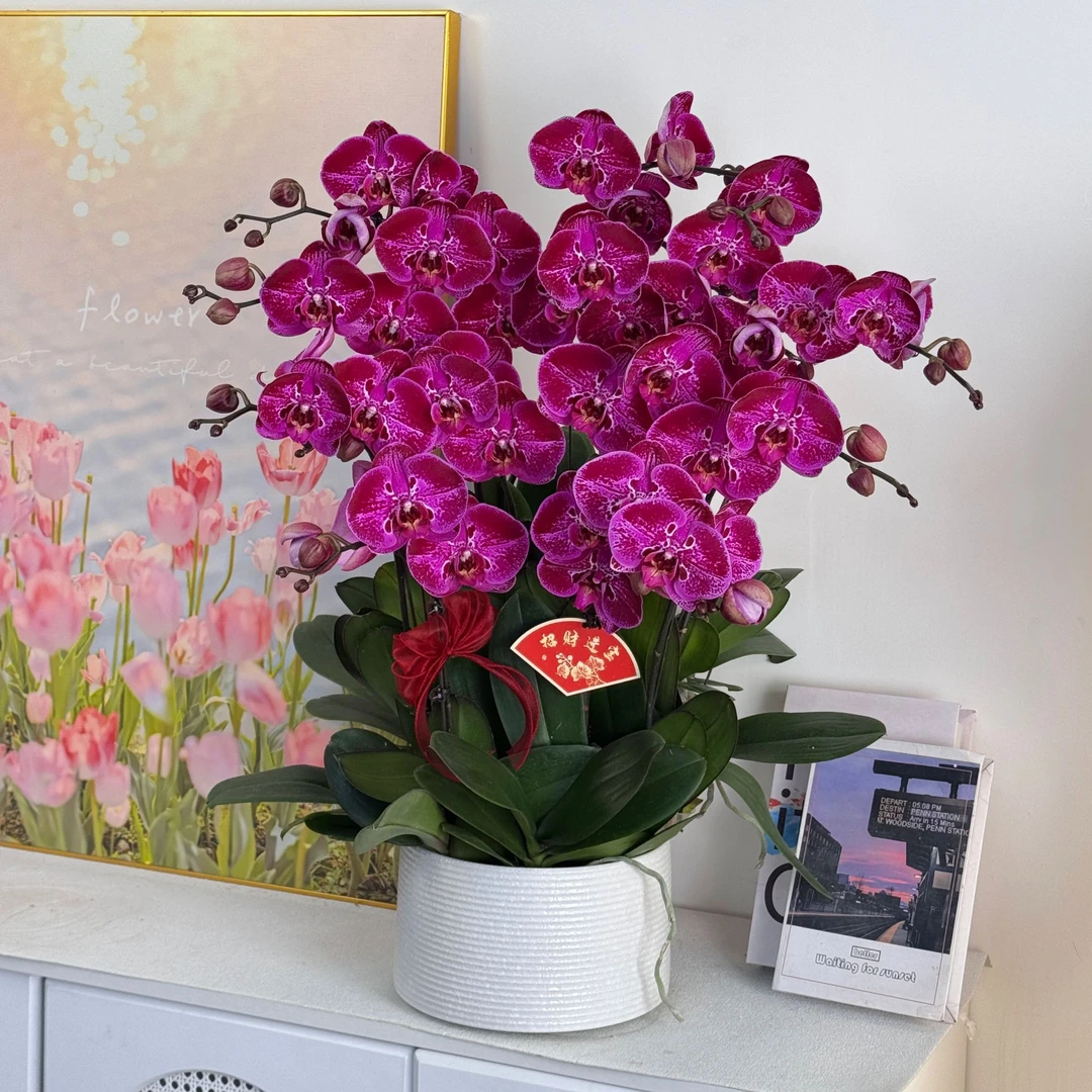 【大财主】 鲜花蝴蝶兰 室内组盆 室内花卉 带花带花苞