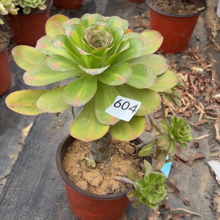 燕姿中班锦多肉植物不包损604