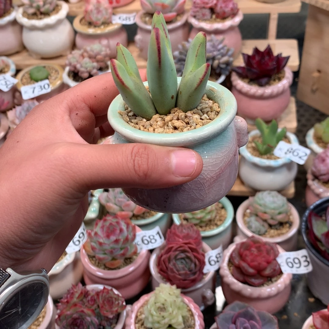 少将哦哦哦哦哦哦