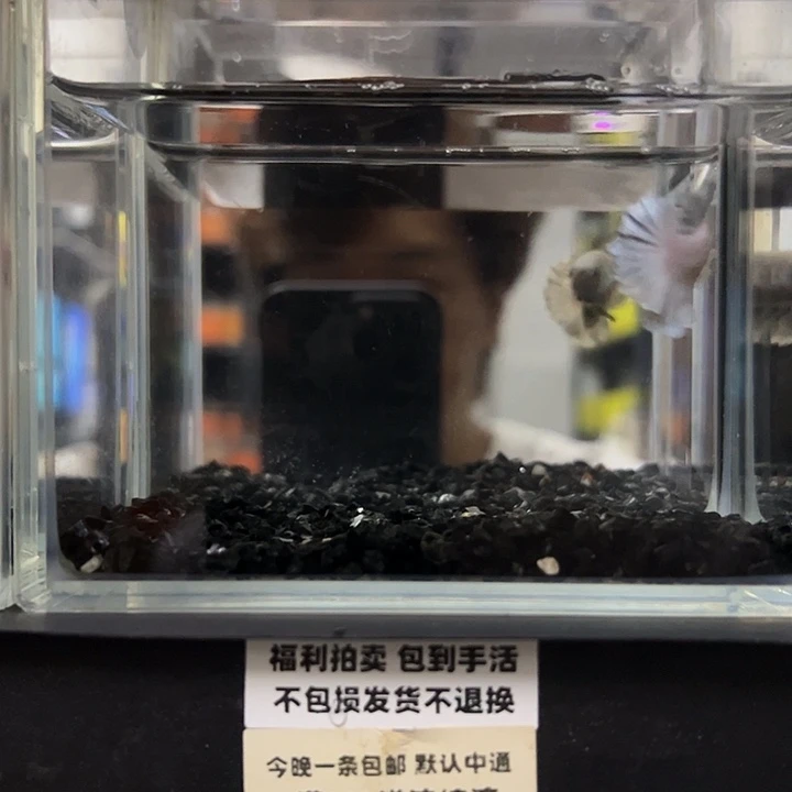 斗鱼竞拍跑单拉黑7日65