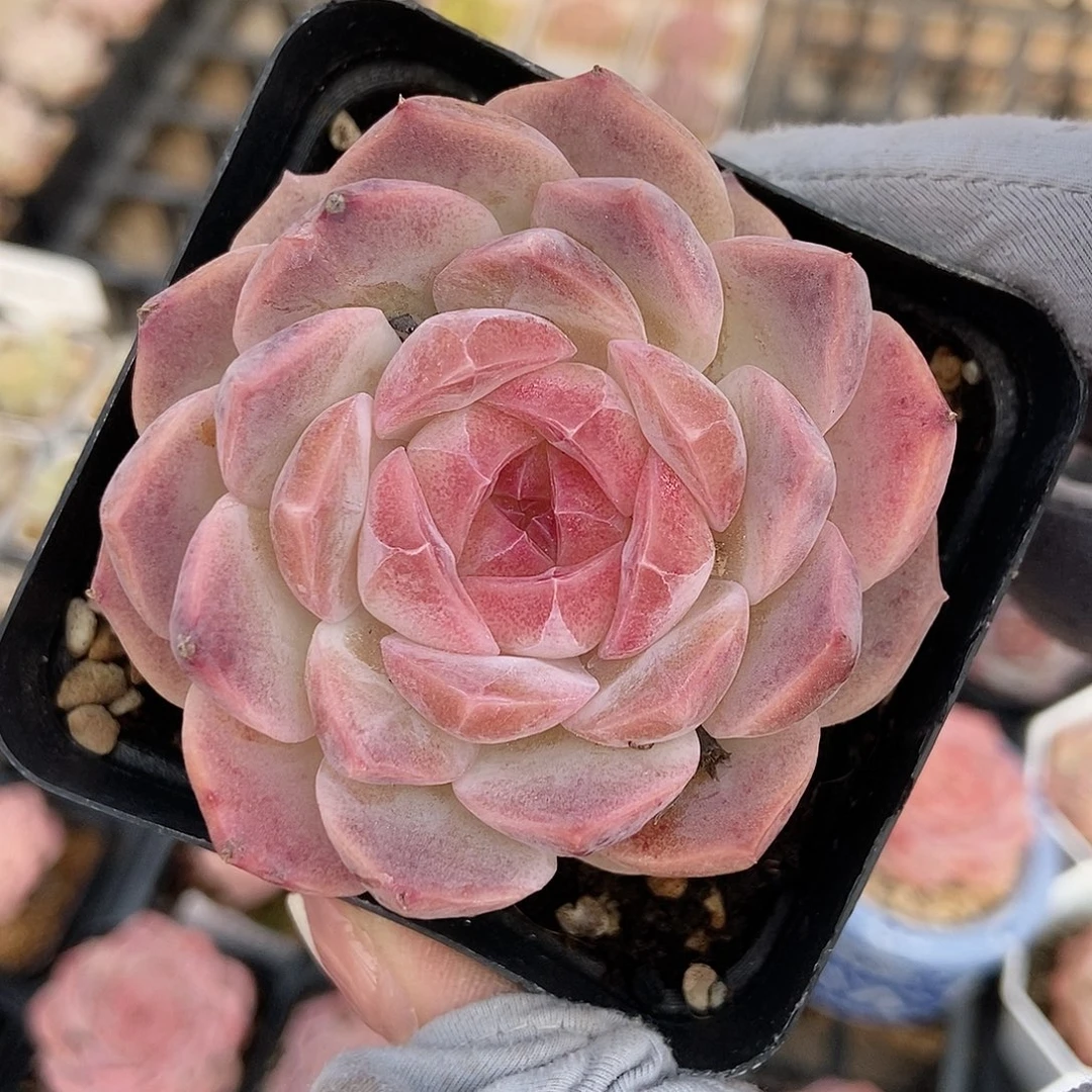 金泰家多肉，梦幻泡影一物一拍