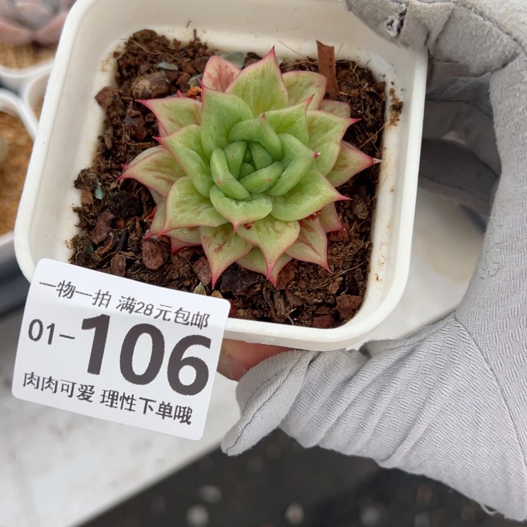 林肯玛利亚多肉多肉多肉多肉