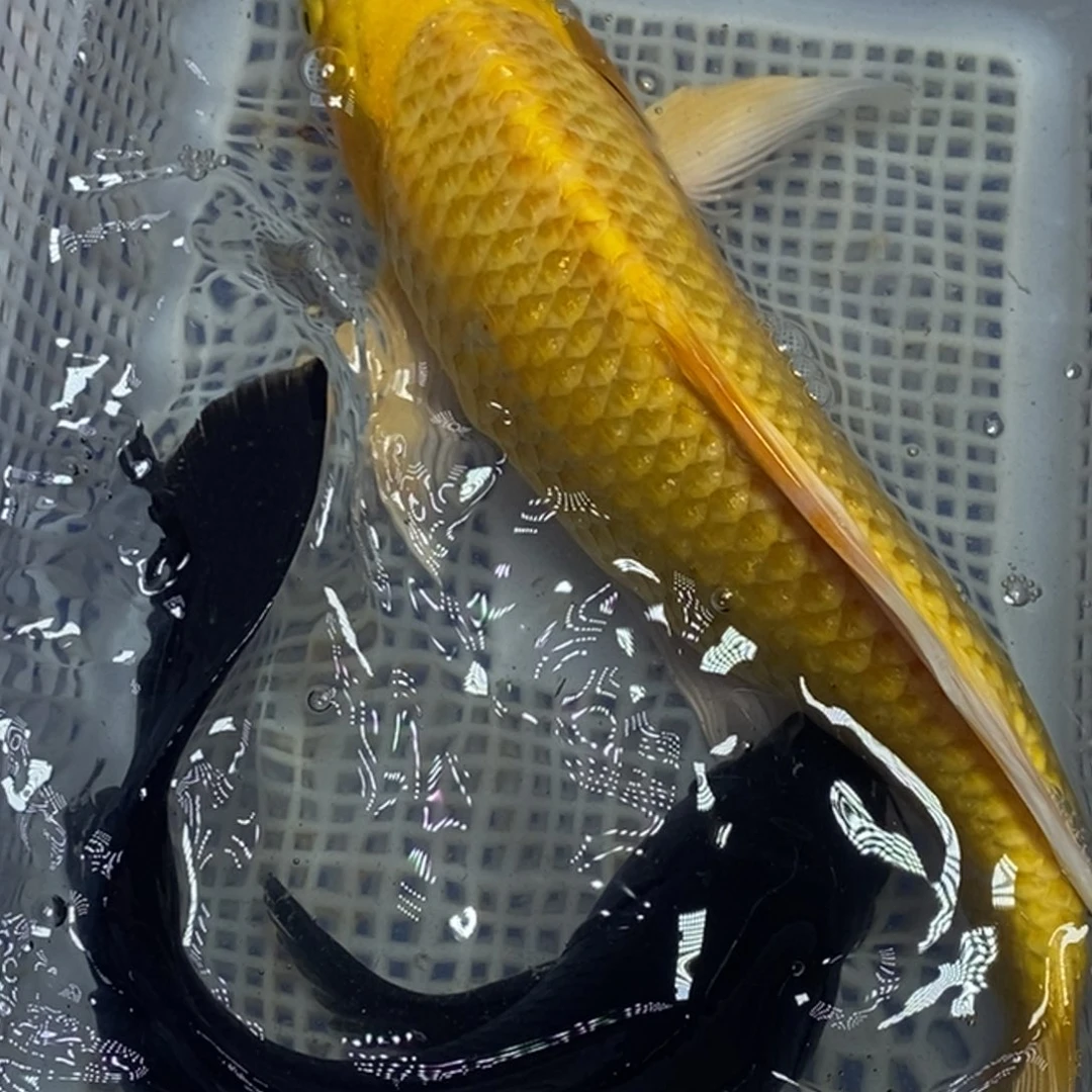 锦鲤冷水锦鲤包邮