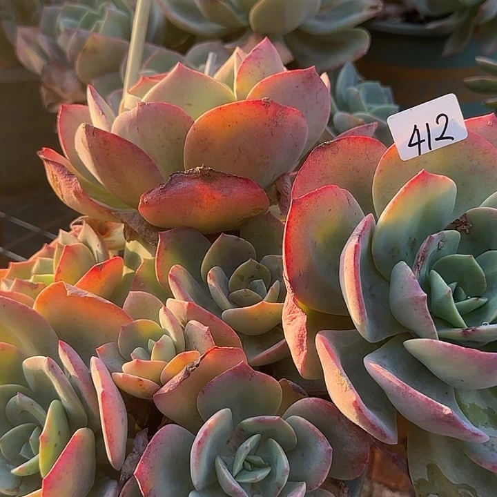 林****2412雪凤脱土发货不退不换