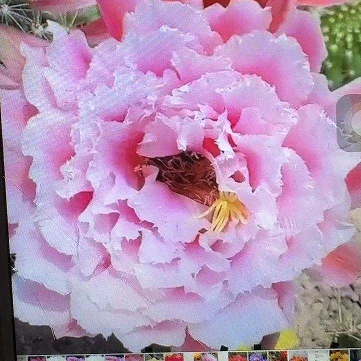 大仙女侧芽5公分左右毛花柱（20包邮）