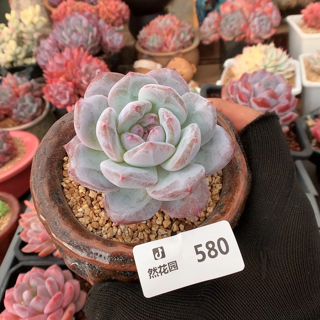 580星影多肉植物666