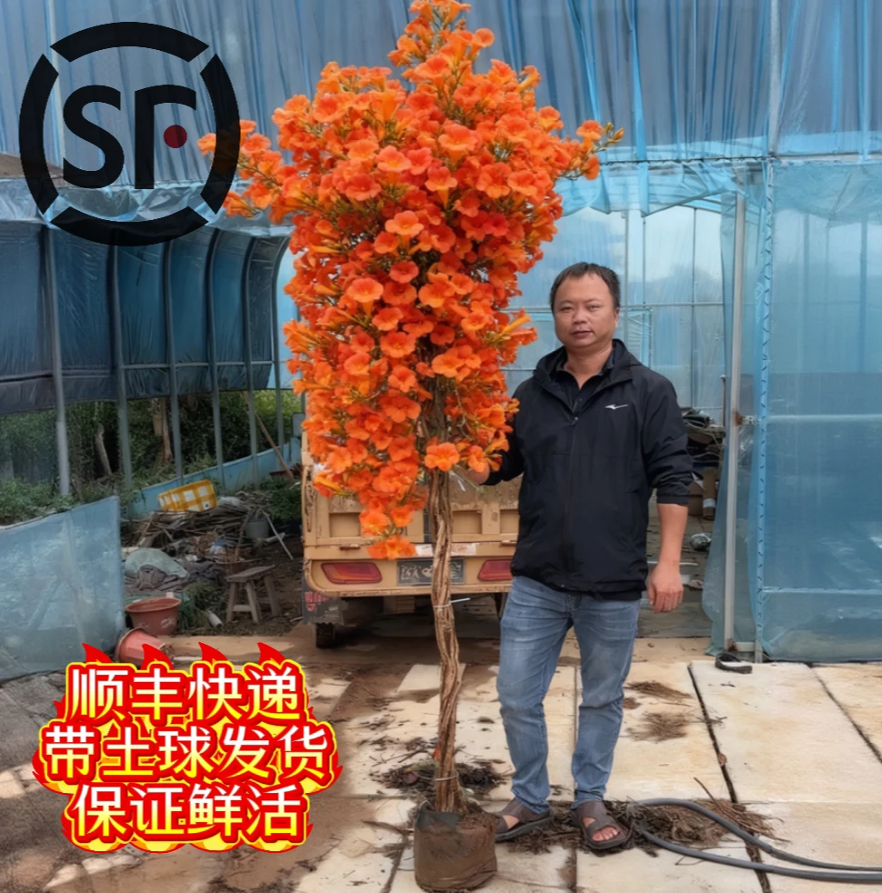 顺丰速运麻花造型辫子苗庭院花卉美国凌霄花苗耐寒耐热爬藤植物