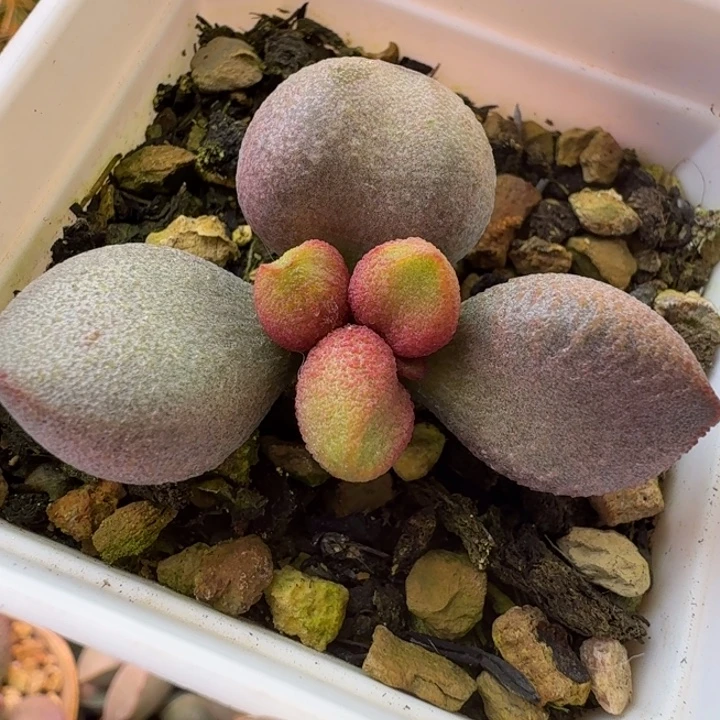 愛***屋我也想要这样一款小