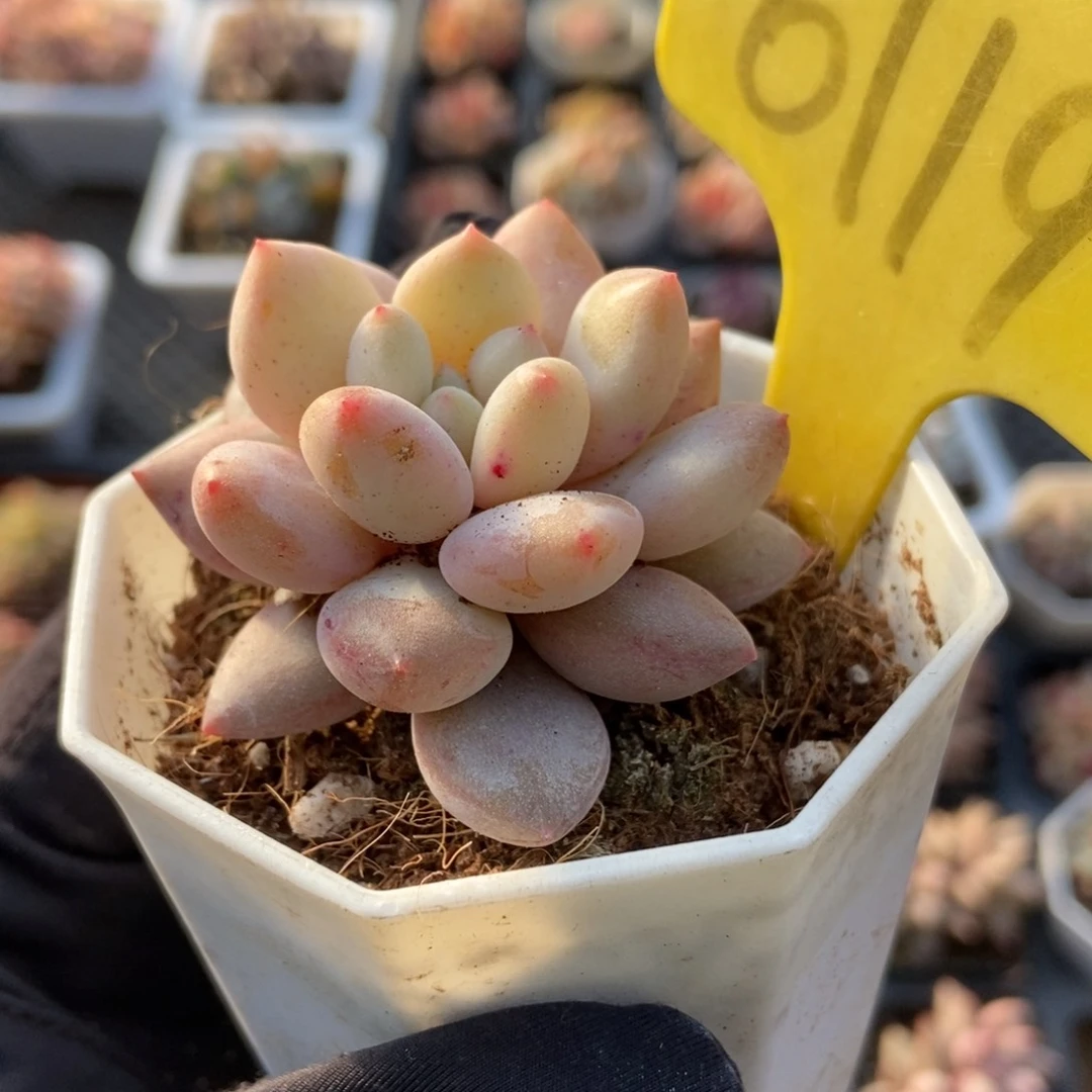 6119半夏多肉植物保护