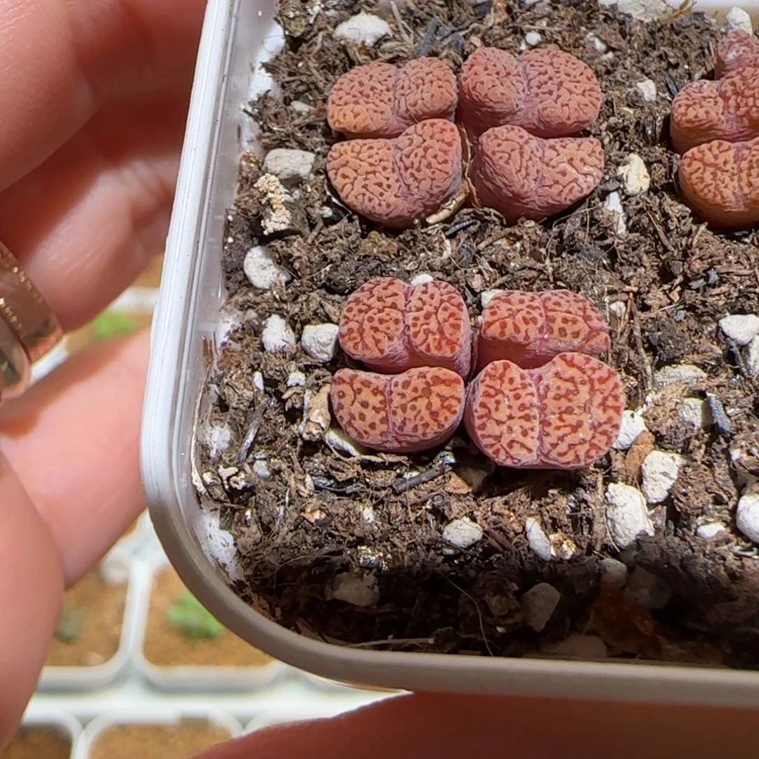 肉锥多肉植物组合-优选鸟1535