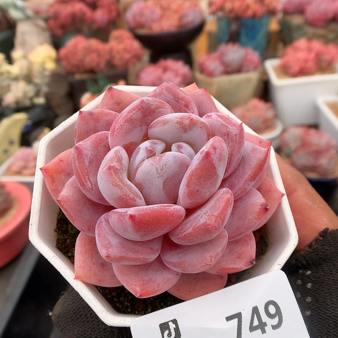 749紫皮橙多肉植物6666