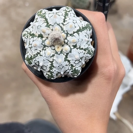 奕***6实生兜4656687878