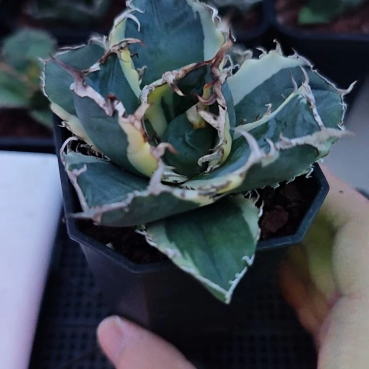 正版白鲸覆轮锦仁王冠龙舌兰