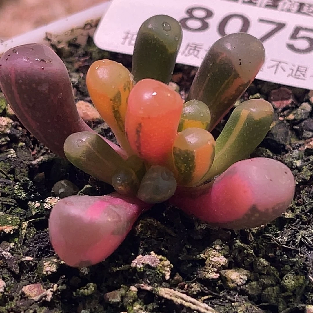 尚品园艺福利锦8075