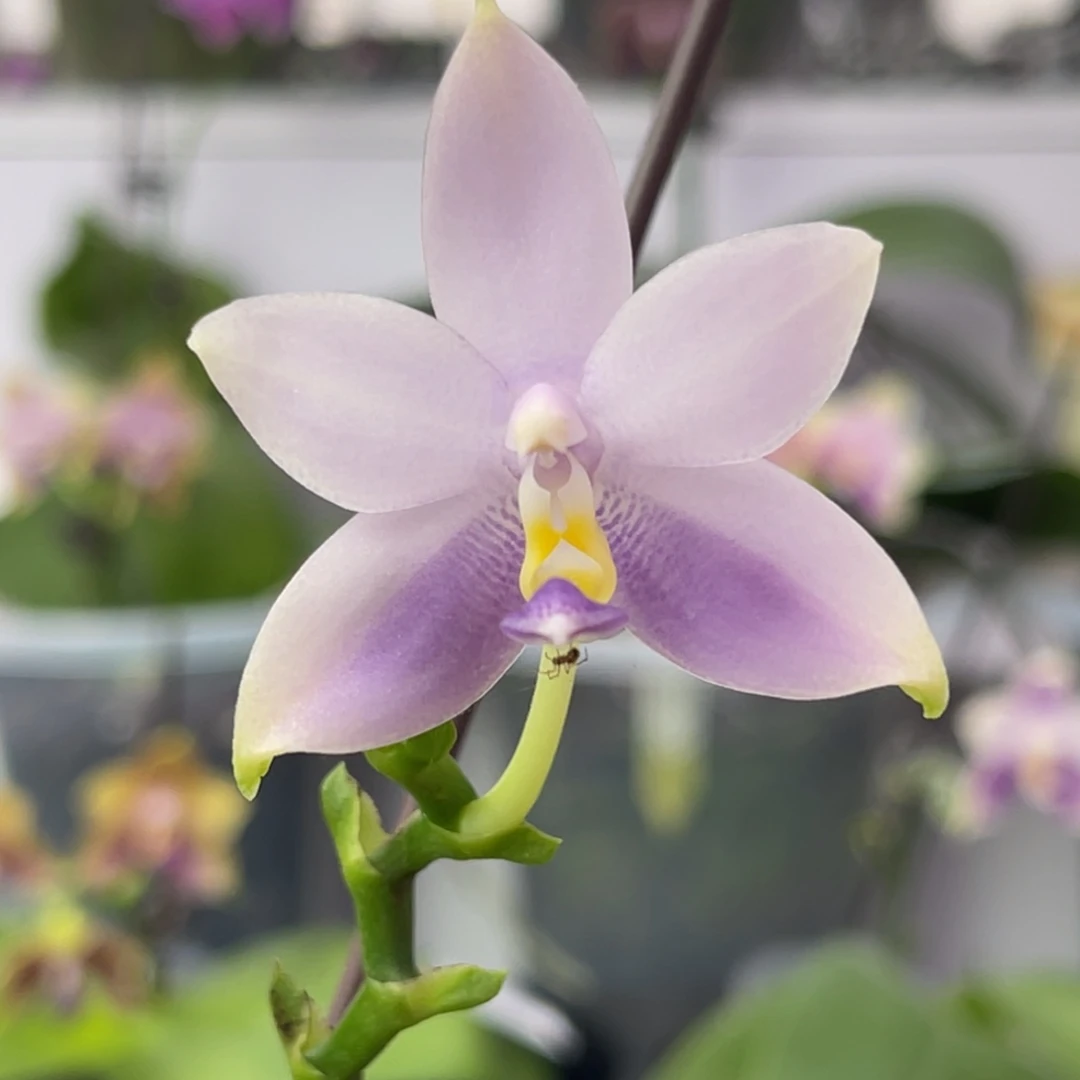 完全开放1572 2.5寸21CU蓝荧光 一物一拍