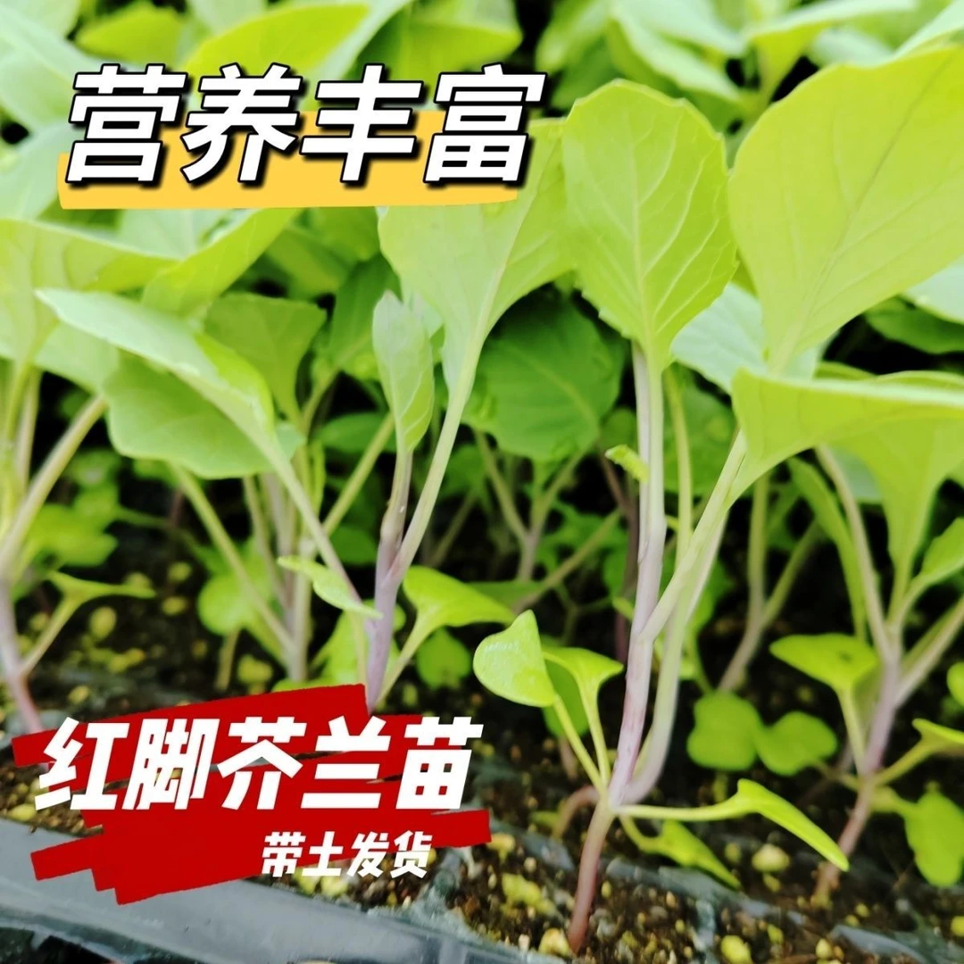 【顺丰包邮】红梗芥蓝菜苗红脚芥兰红杆甜芥蓝春秋四季盆栽青菜