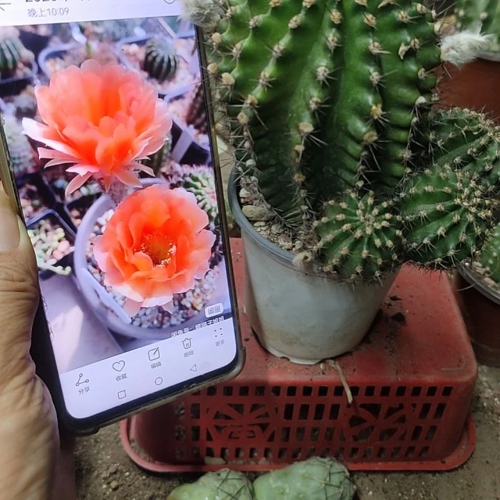 仙人球彩草秋色带根带盆
