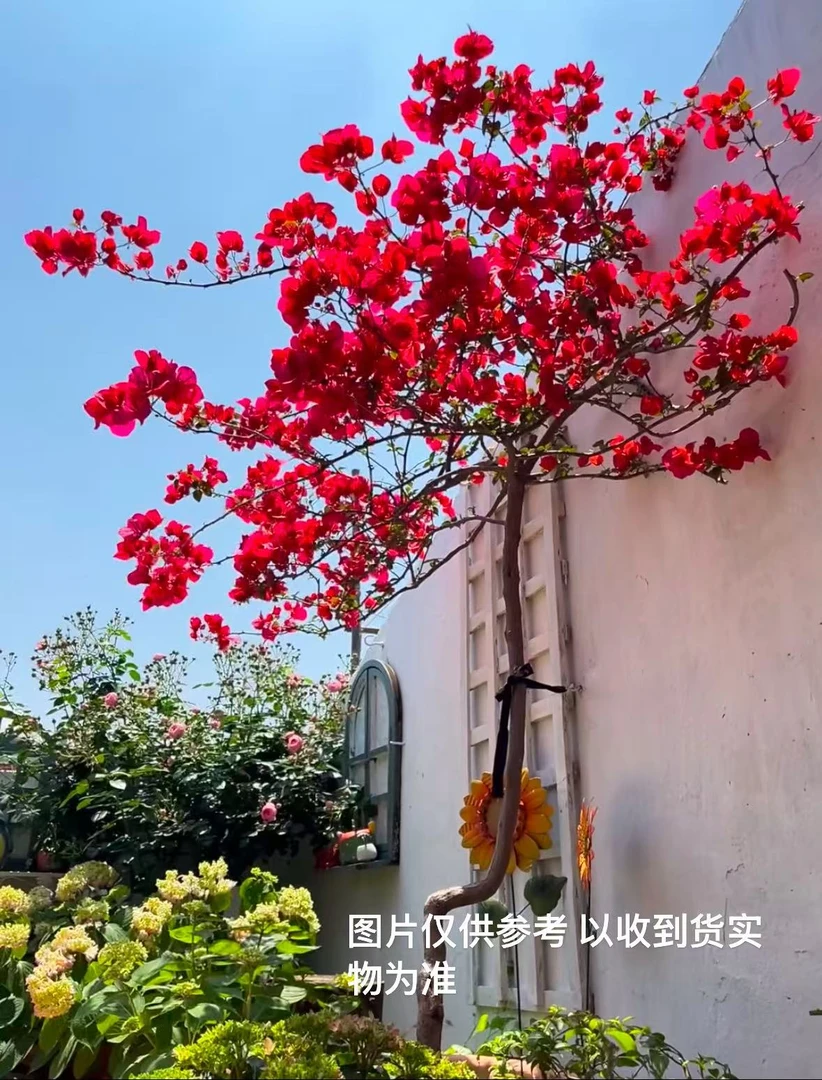 8【中国红】【包对版】三角梅四季开花爬藤飘枝好养护【无售后】
