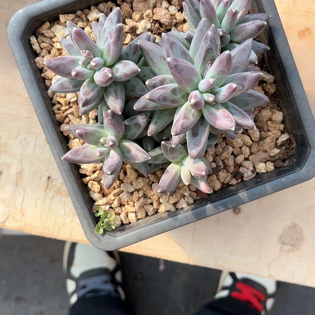 小小弟精品多肉凤羽