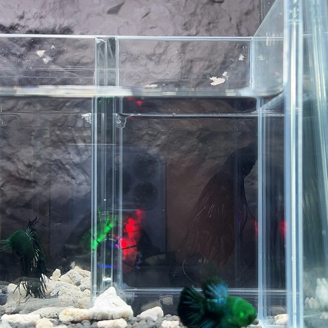 斗鱼精品精品精品精品精品