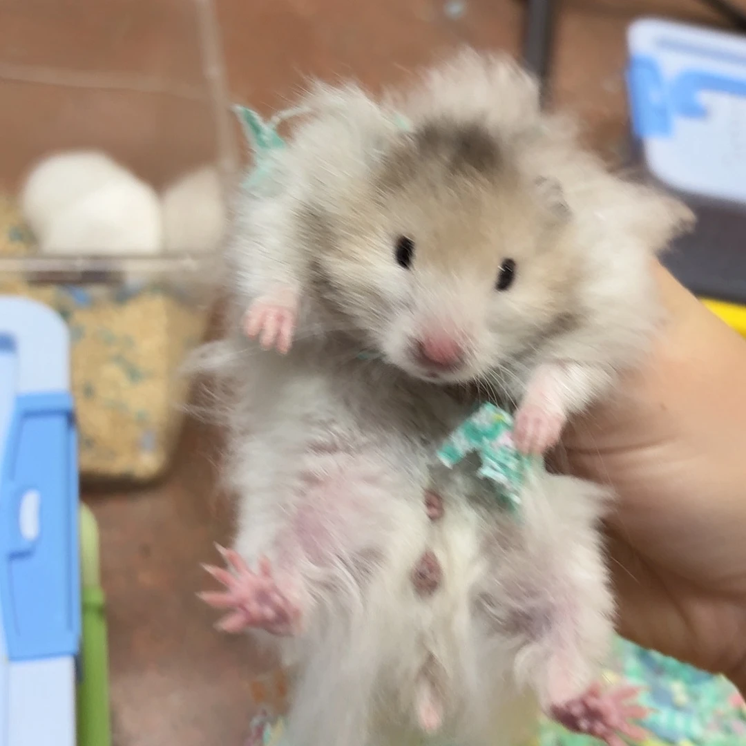 付邮送火波利弟弟