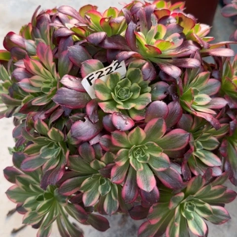 222安娜25厘米左右