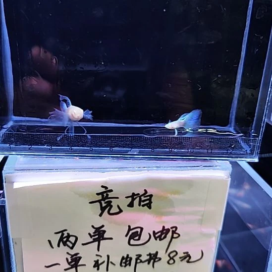孔雀鱼10蓝白绣球一对