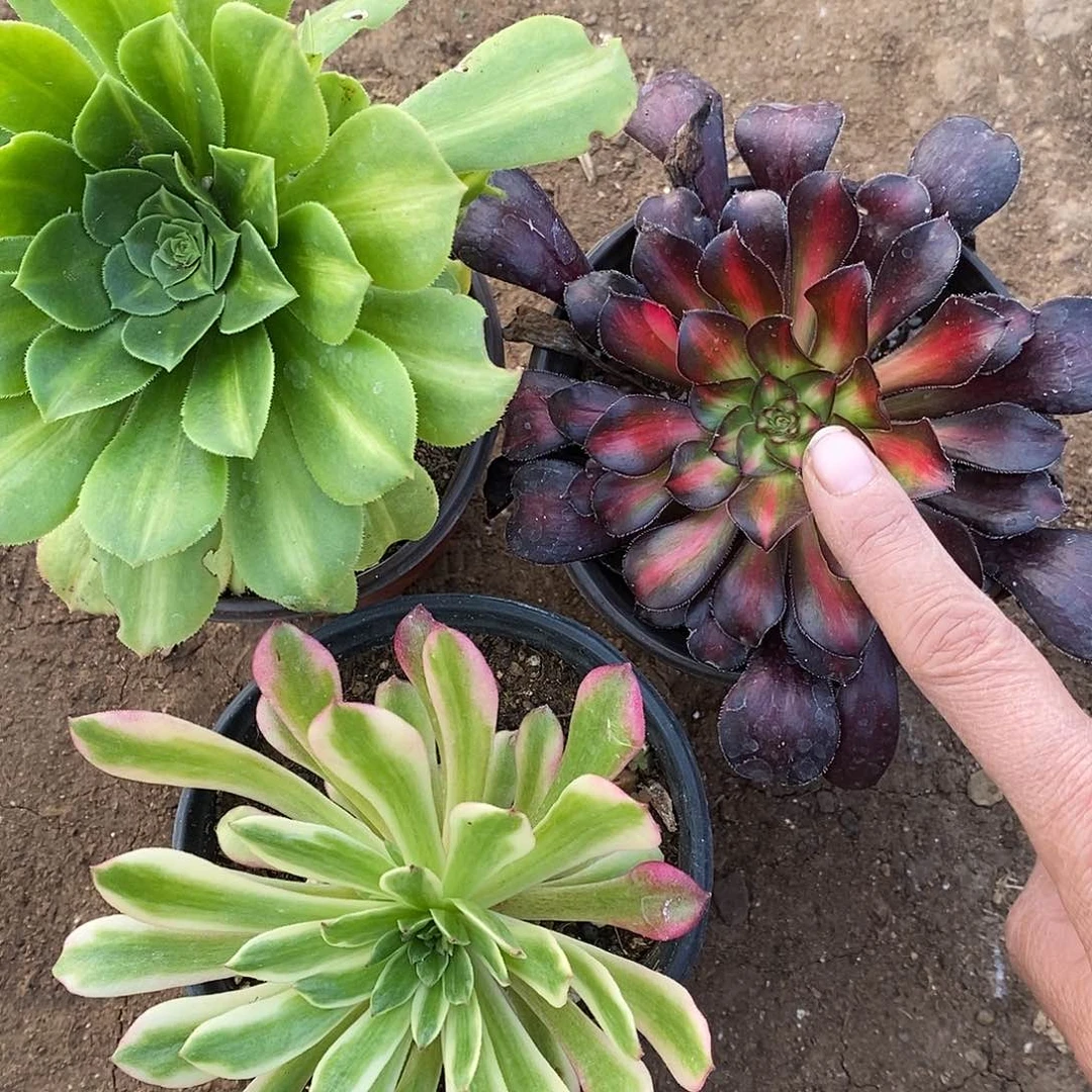 539三棵了多肉植物