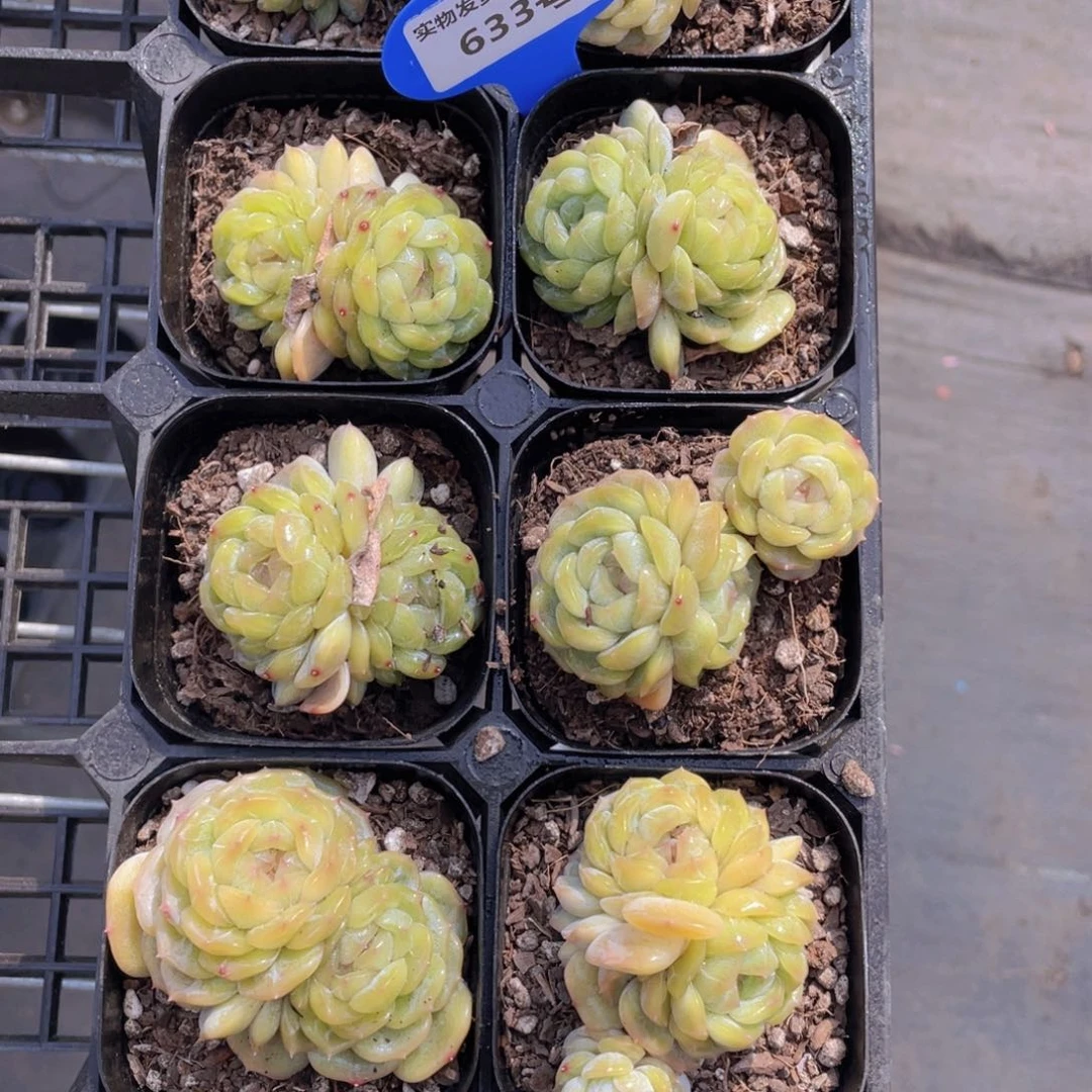 633号白色恋人双头起一个