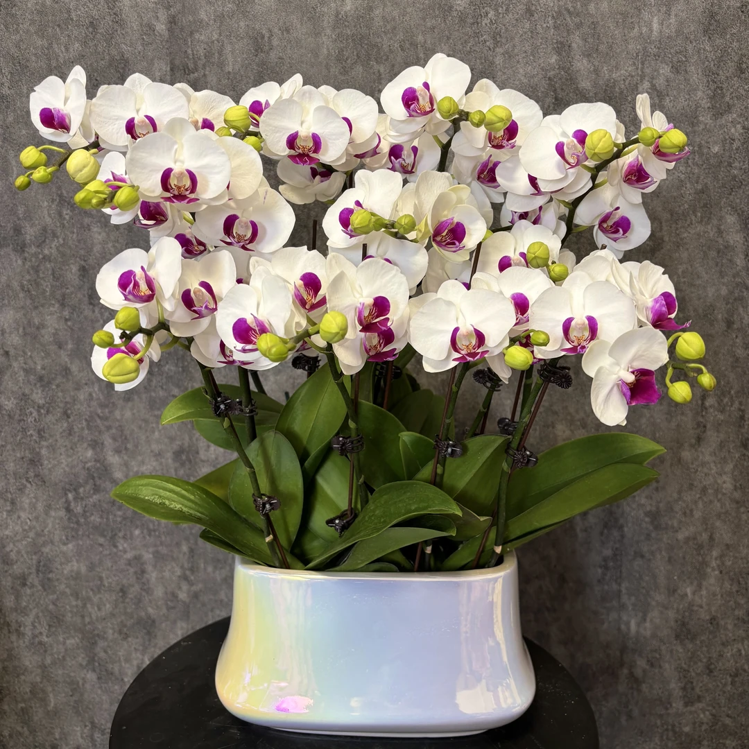 【雪玉-蝴蝶兰】QX高端鲜花 定制款 易养花期长 送礼 家居摆件