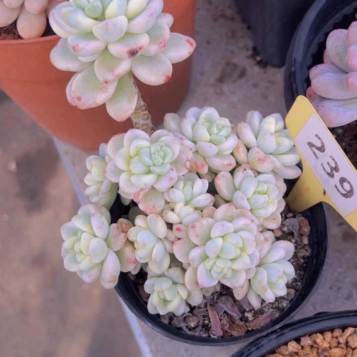 健健康康平平安安