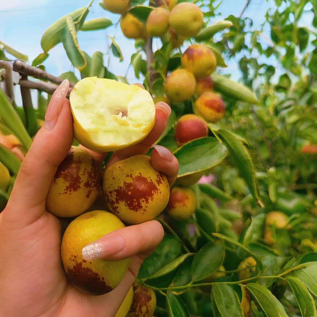 [顺丰包邮]陕西2025年头茬大荔冬枣嘎嘣脆甜精选发货