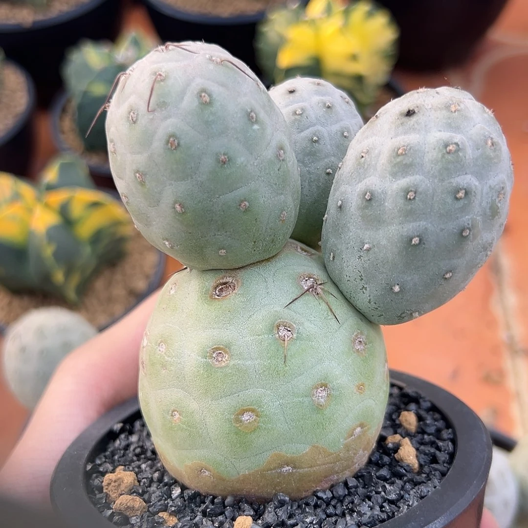 完全开放大型习gggggg