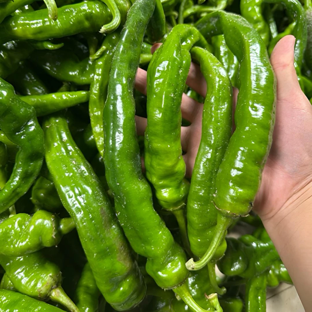 【香辣王】湖南香辣王辣椒新鲜采摘特香特辣