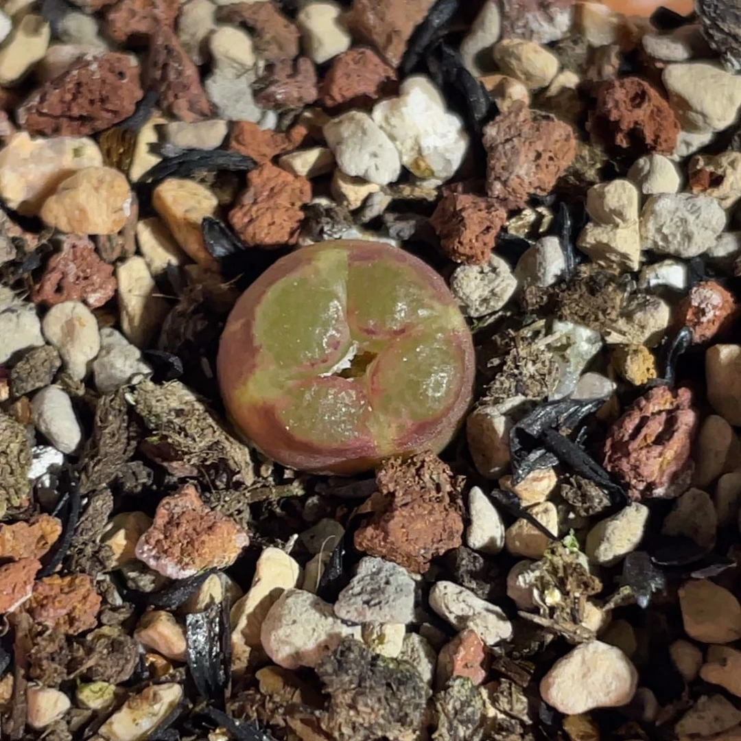 变异雪茄植物一物一拍