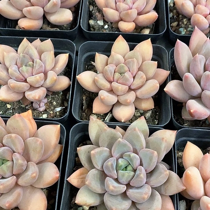 107。红象牙。单头。