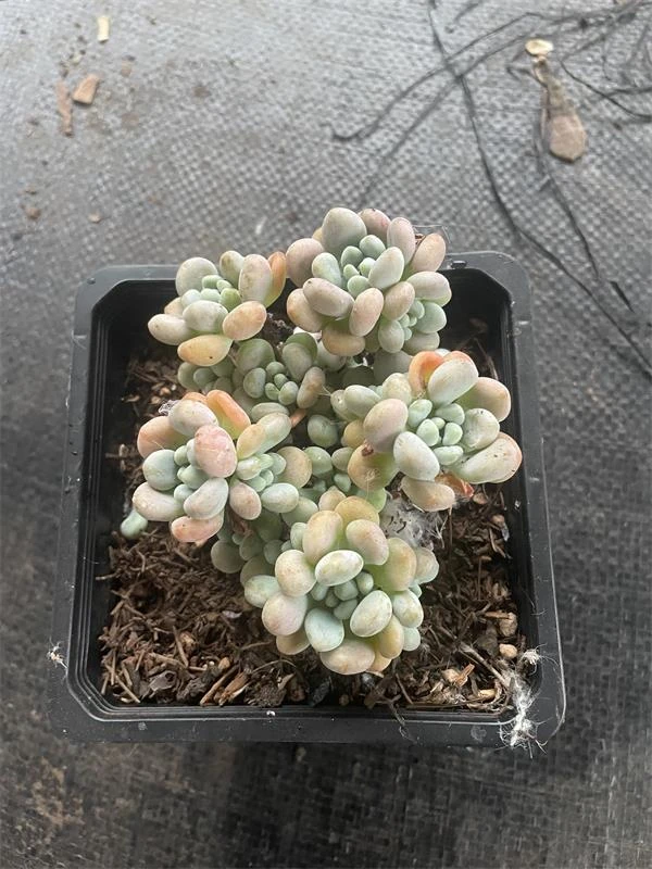 芭比洛可可多肉植物带土球发货好养活适合办公室摆放