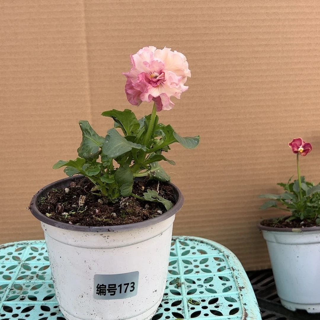 【闪购商品】完全开放173号